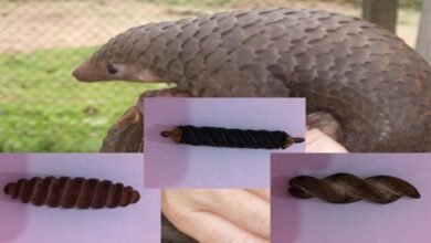 عرق السواحلي